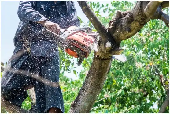 tree services Shattuck